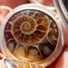 ANCIENT SHORES AMMONITE NECKLACES - Fly Free