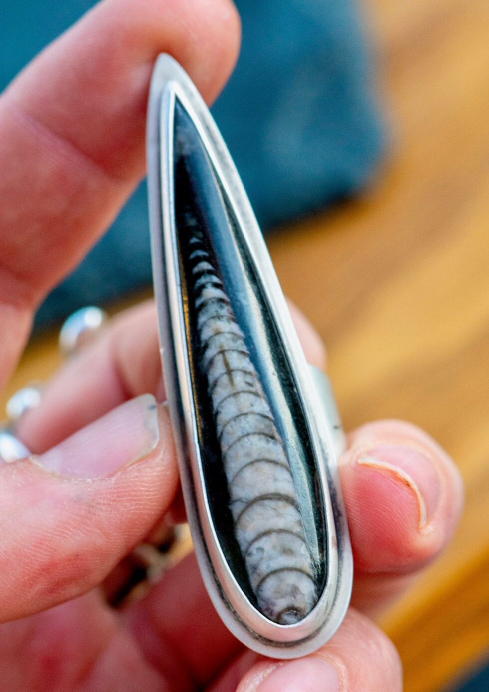 ORTHOCERAS RING - Fly Free